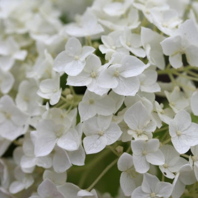 Hortensia 'Annabelle'