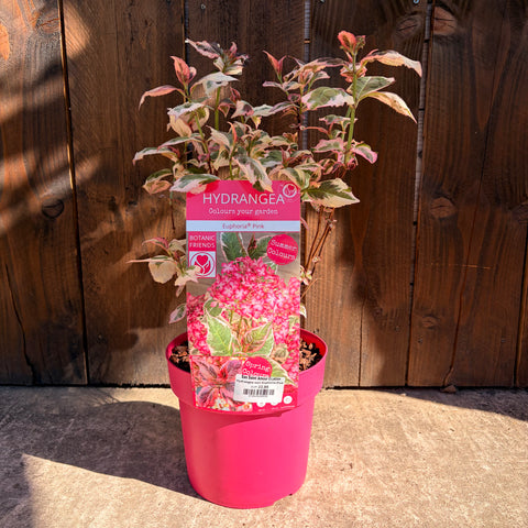 Hortensia 'Euphoria® Pink'