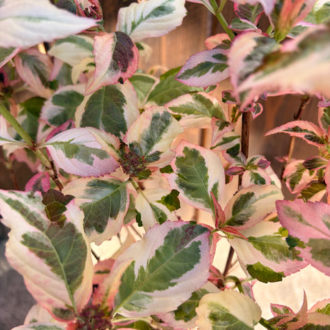 Hortensia 'Euphoria® Pink'