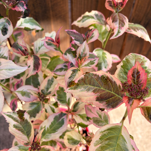 Hortensia 'Euphoria® Pink'