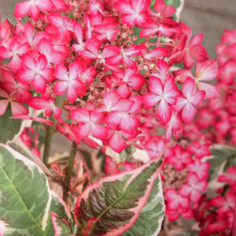 Hortensia 'Euphoria® Pink'