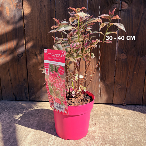 Hortensia 'Euphoria® Pink'
