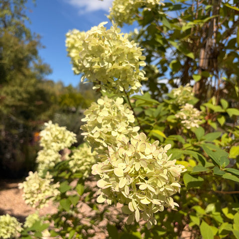 Hortensia paniculé 'Sundae Fraise' - Hydrangea