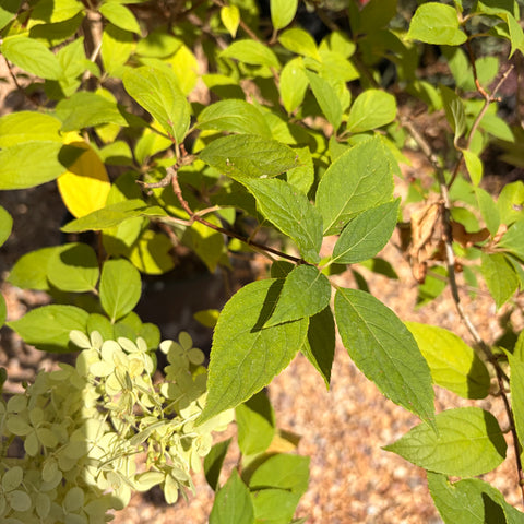 Hortensia paniculé 'Sundae Fraise' - Hydrangea