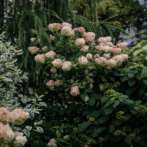 Hortensia paniculé 'Sundae Fraise' - Hydrangea