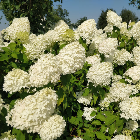 Hortensia paniculé 'Sundae Fraise' - Hydrangea
