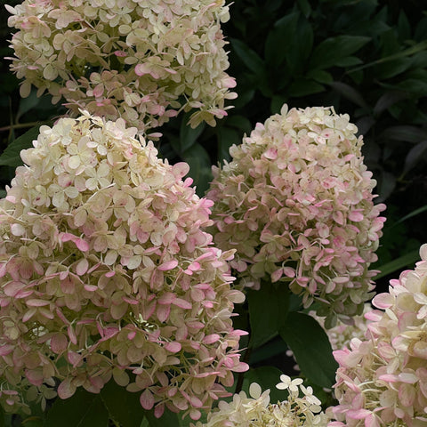 Hortensia paniculé 'Sundae Fraise' - Hydrangea