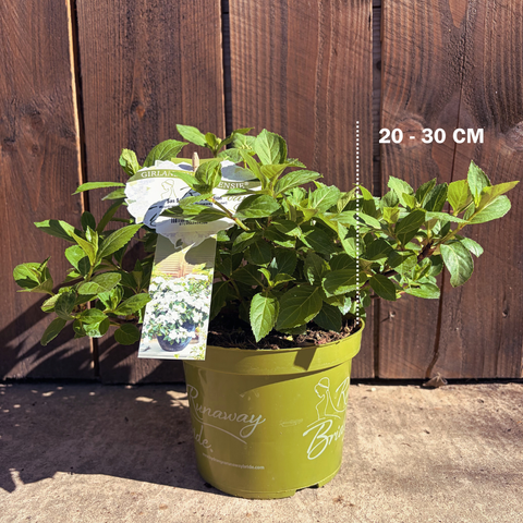 Hortensia 'Runaway Bride'®