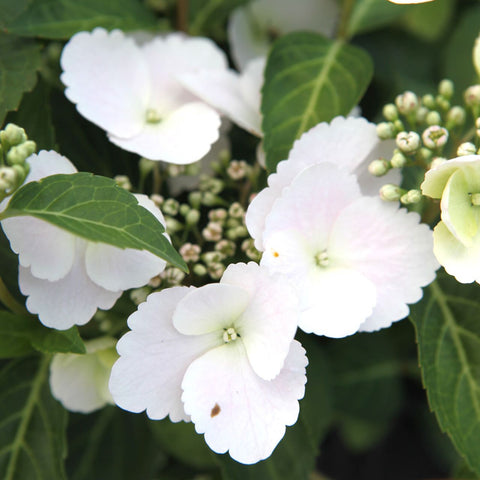 Hortensia 'Runaway Bride'®