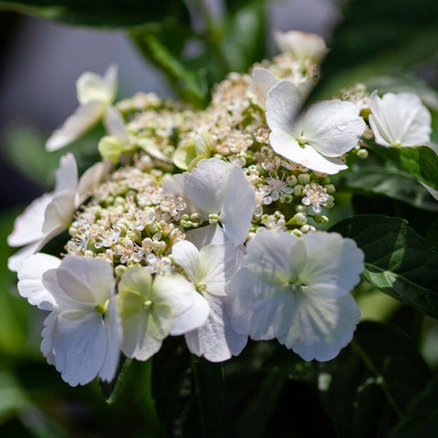 Hortensia 'Runaway Bride'®