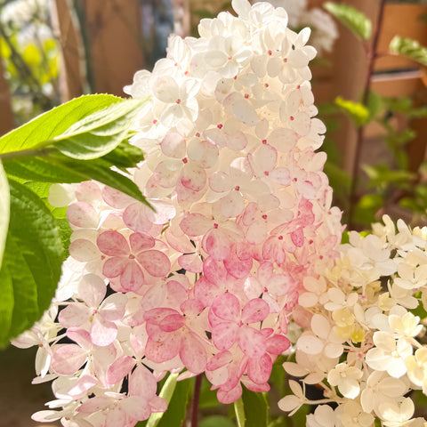 Hortensia paniculé 'Vanille Fraise' - TIGE