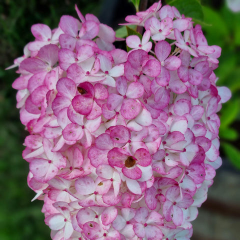 Hortensia paniculé 'Vanille Fraise' - TIGE