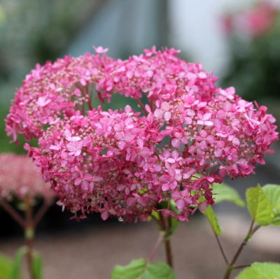 Hortensia 'Pink Annabelle'