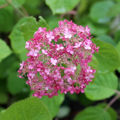 Hortensia 'Pink Annabelle'