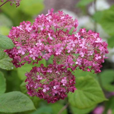 Hortensia 'Annabelle'