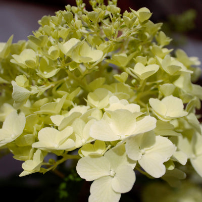 Hortensia paniculé 'Kilimanjaro'