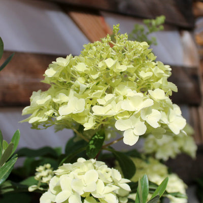 Hortensia paniculé 'Kilimanjaro'