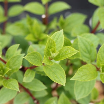 Hortensia paniculé 'Kilimanjaro'