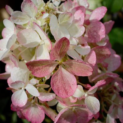 Hortensia paniculé 'Fraise Melba'