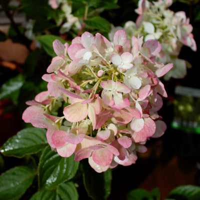 Hortensia paniculé 'Fraise Melba'