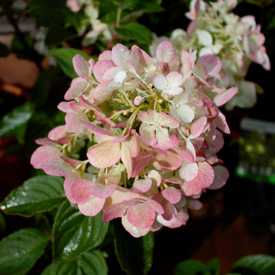 Hortensia paniculé 'Pink Diamond'