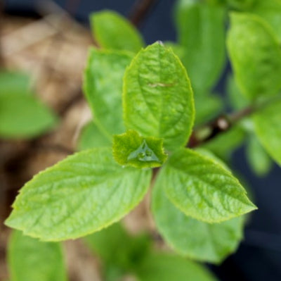 Hortensia paniculé 'Fraise Melba'