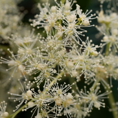 Hortensia Grimpant