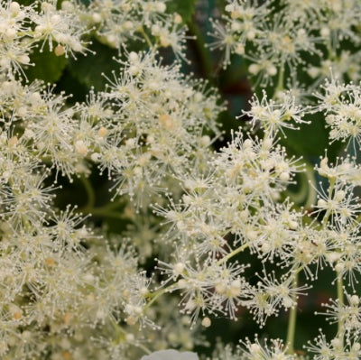 Hortensia Grimpant