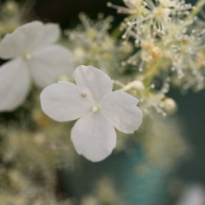 Hortensia Grimpant