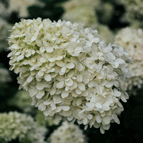 Hortensia paniculé 'Limelight' - TIGE
