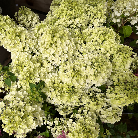 Hortensia paniculé 'Limelight' - TIGE