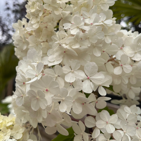 Hortensia paniculé 'Vanille Fraise' - TIGE