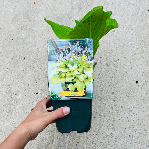 Hosta - diverses variétés