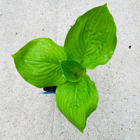 Hosta - diverses variétés