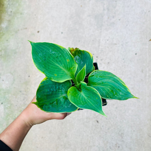 Hosta - diverses variétés