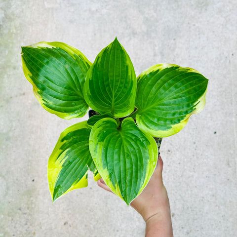 Hosta - diverses variétés