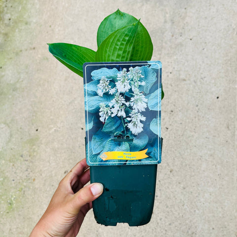 Hosta - diverses variétés