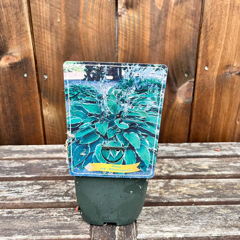 Hosta - diverses variétés