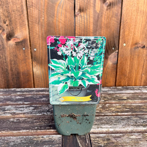 Hosta - diverses variétés