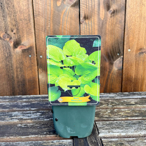 Hosta - diverses variétés