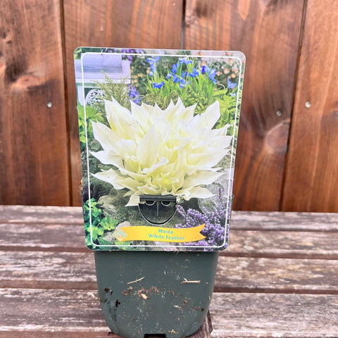 Hosta - diverses variétés