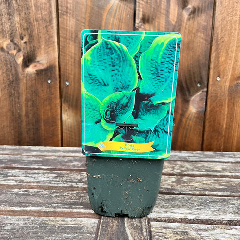 Hosta - diverses variétés