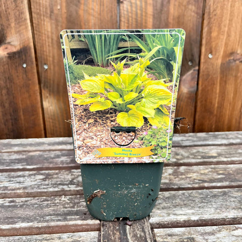 Hosta - diverses variétés