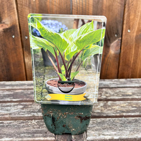 Hosta - diverses variétés