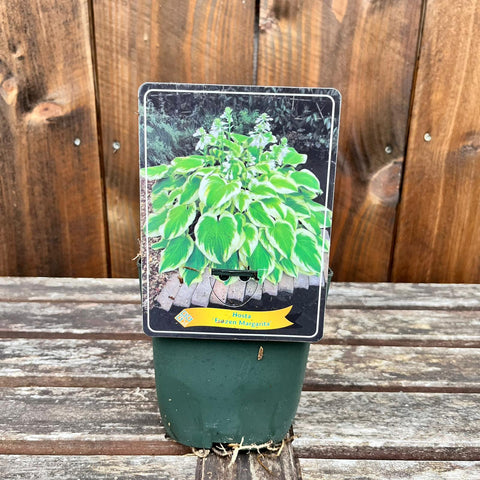 Hosta - diverses variétés