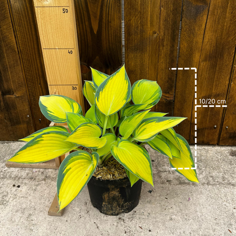 Hosta 'June'