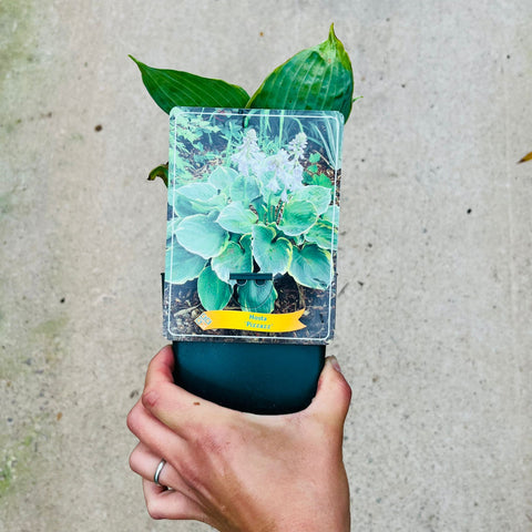 Hosta - diverses variétés