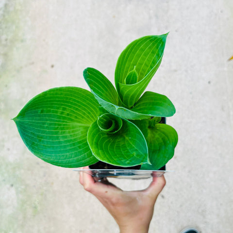 Hosta - diverses variétés