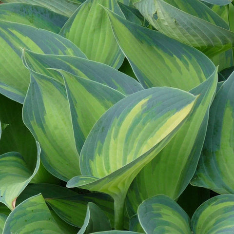 Hosta 'June'