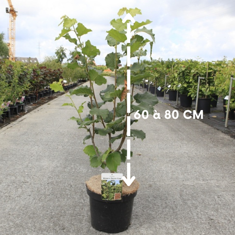 Noisetier 'webb's prize cob - Corylus
